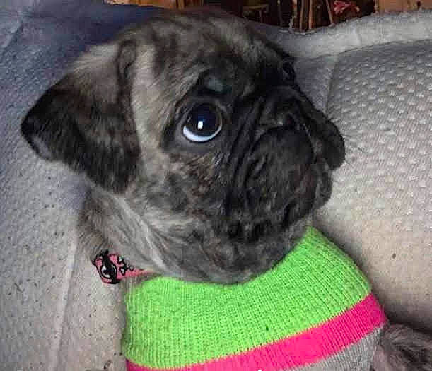 Vader is registered to the contest to win money with this photo: canidae, carnivore, collar, companion_dog, dog, dog_breed, dog_collar, fawn, fur, pet_supply, pug, snout, sporting_group, terrestrial_animal, toy_dog, whiskers, wool, working_animal, woven_fabric, wrinkle