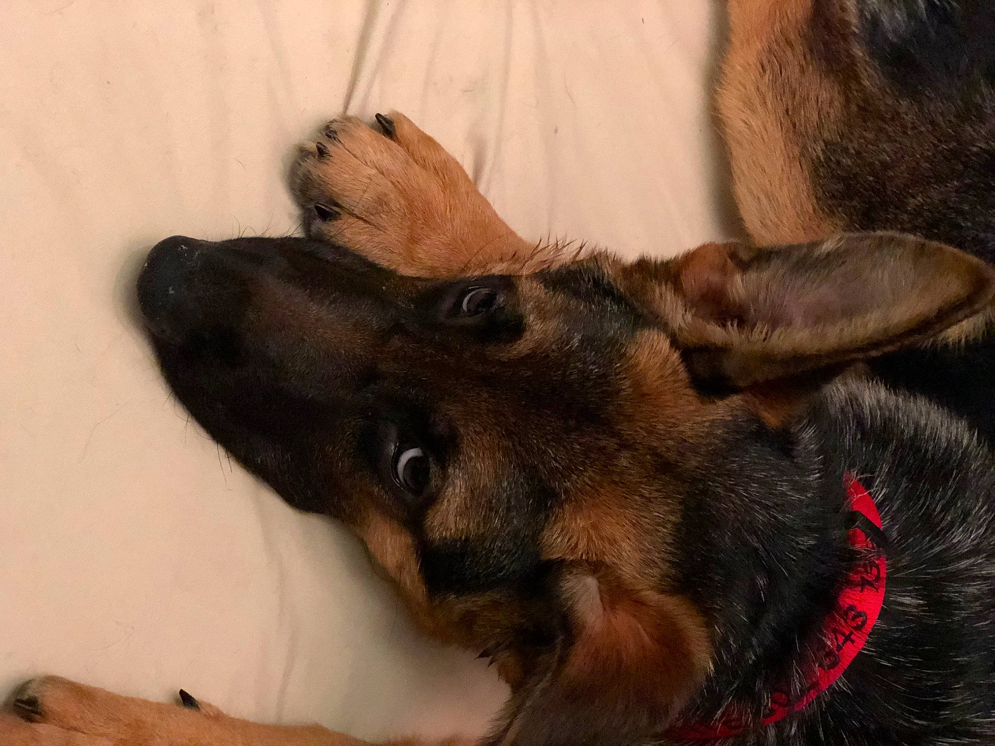 Dante joined the competition — help win amazing prizes! canidae, carnivore, claw, companion_dog, dog, dog_breed, ear, fawn, foot, fur, guard_dog, liver, paw, puppy, sporting_group, terrestrial_animal, whiskers, wood, working_animal, working_dog