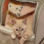 Lolita participe au concours pour gagner de l'argent avec cette photo : accessories, animal, bag, baggage, basket, bed, blanket, cat, chair, couch, cradle, cushion, furniture, handbag, homedecor, kitten, linen, pet, siamese, suitcase