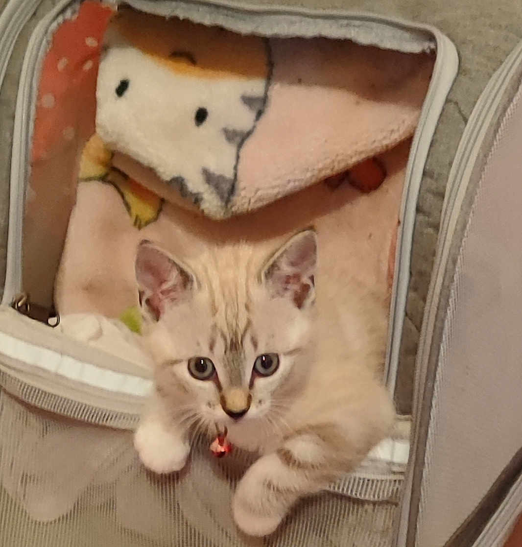 Lolita participe au concours pour gagner de l'argent avec cette photo : accessories, animal, bag, baggage, basket, bed, blanket, cat, chair, couch, cradle, cushion, furniture, handbag, homedecor, kitten, linen, pet, siamese, suitcase