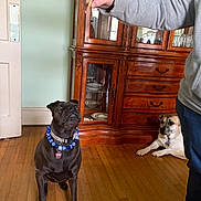 Paisley joined the competition — help win amazing prizes! dog, treat, human_arm, wooden_floor, cabinet, indoor, pet, beaded_necklace, brown_dog, black_dog, waiting, attention, furniture, collar, hand, person, resting, flooring, home, animal