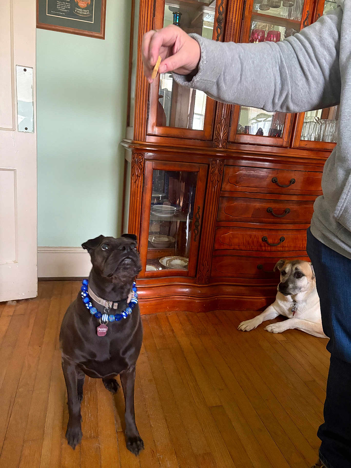 Paisley joined the competition — help win amazing prizes! dog, treat, human_arm, wooden_floor, cabinet, indoor, pet, beaded_necklace, brown_dog, black_dog, waiting, attention, furniture, collar, hand, person, resting, flooring, home, animal