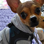 Carmelo is registered to the contest to win money with this photo: dog, small_dog, puppy, hoodie, harness, ears, eyes, pet, indoor, blanket, purple_blanket, cozy, cute, animal, fur, looking, face, closeup, sitting, domestic_animal
