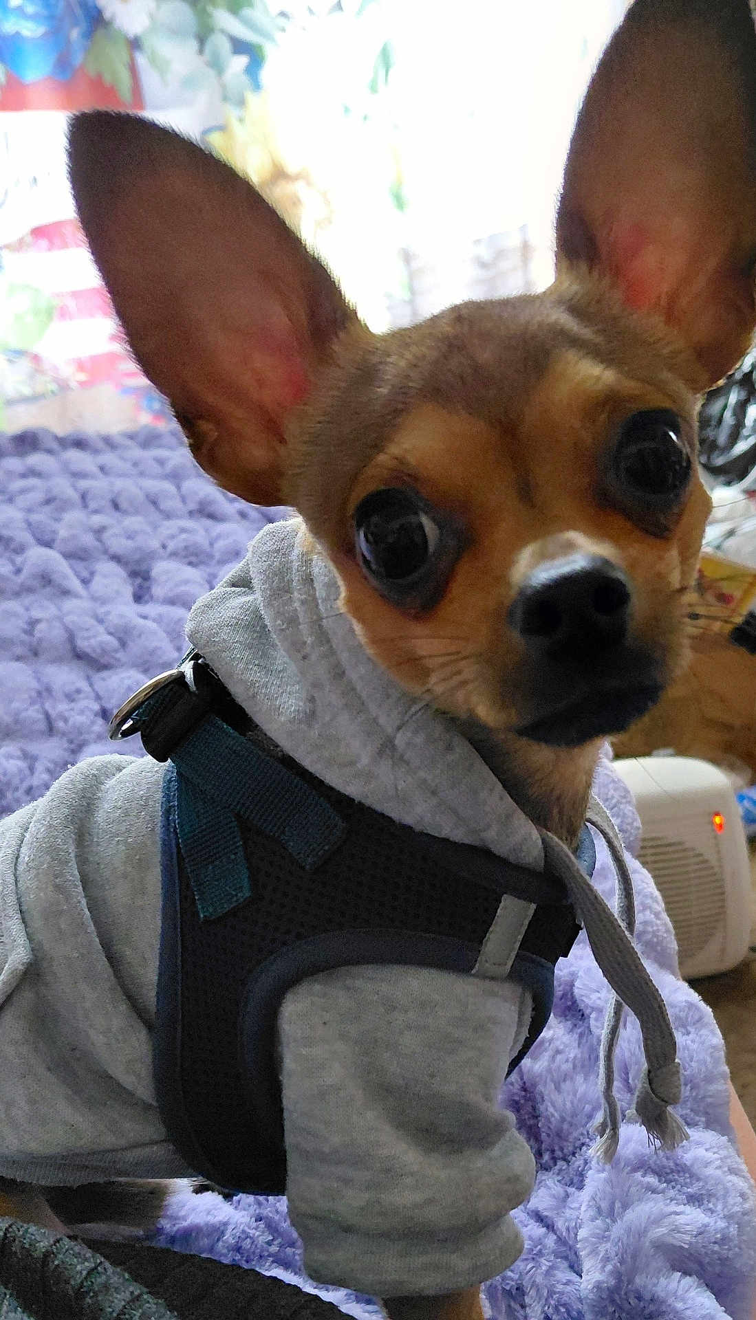 Carmelo is registered to the contest to win money with this photo: dog, small_dog, puppy, hoodie, harness, ears, eyes, pet, indoor, blanket, purple_blanket, cozy, cute, animal, fur, looking, face, closeup, sitting, domestic_animal