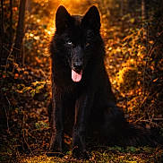 Günther participe au concours pour gagner de l'argent avec cette photo : animal, autumn, black_dog, blue_eye, bokeh, brown_eye, canine, dog, forest, fur, heterochromia, leaf_litter, mammal, nature, outdoor, portrait, sitting, sunlight, tongue_out, wildlife