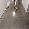 dog, small_dog, fluffy, brown_and_white, pet, toy, yellow_toy, hallway, indoor, floor, polished_floor, reflection, corridor, person, walking, standing, building, architecture, portrait, cute