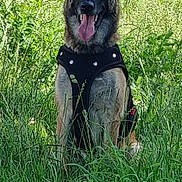 Rose participe au concours pour gagner de l'argent avec cette photo : alert, animal, canine, dog, ears_up, field, german_shepherd, grass, greenery, happy, harness, muzzle, nature, outdoor, pet, portrait, sitting, summer, sunlight, tongue_out
