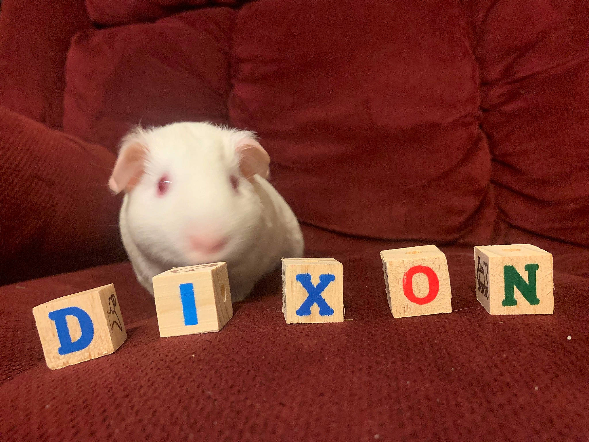 Dixon is registered to the contest to win money with this photo: fawn, guinea_pig, mammal, rodent