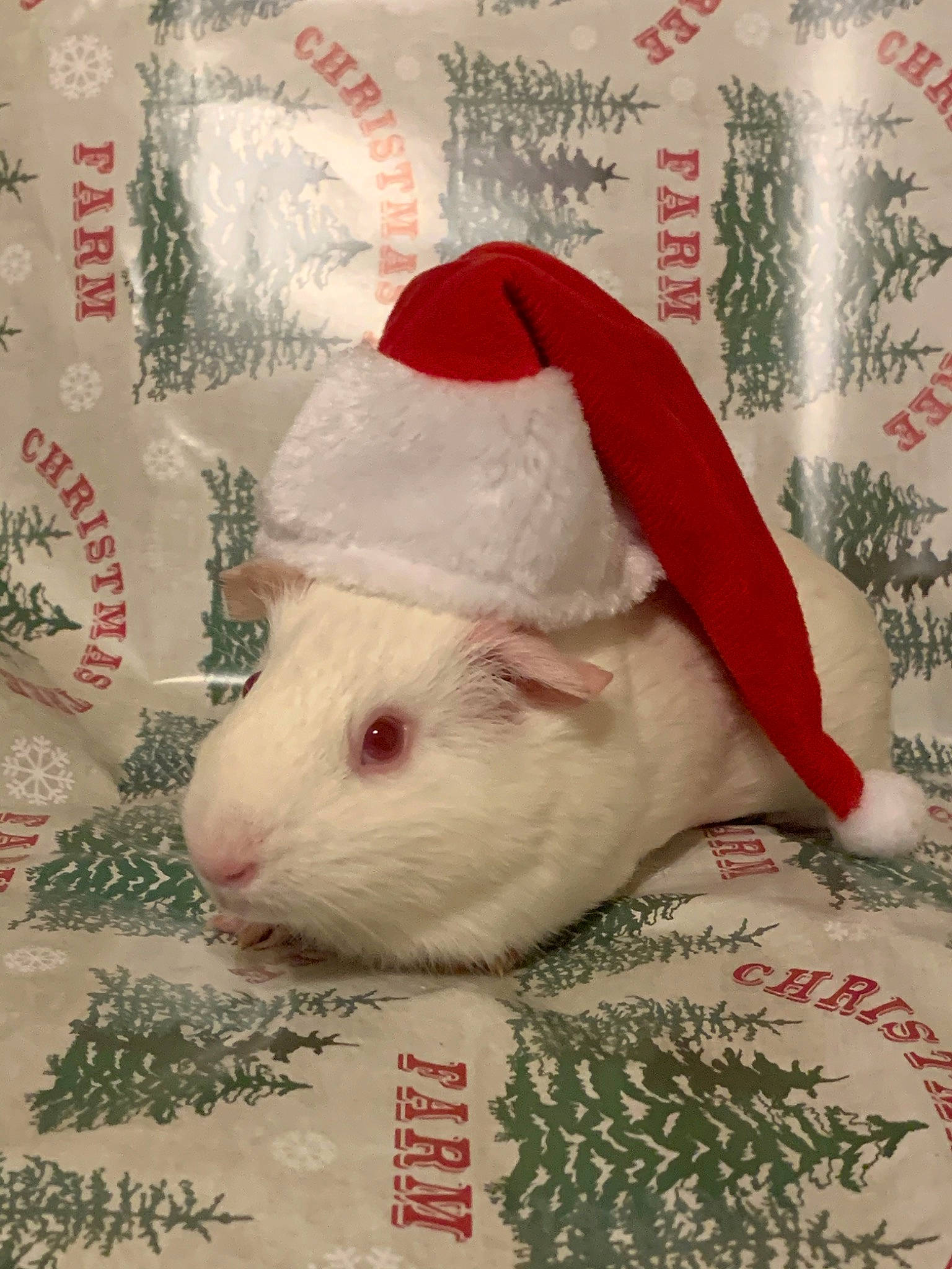 Dixon is registered to the contest to win money with this photo: christmas, fawn, guinea_pig, hamster, rat, rodent