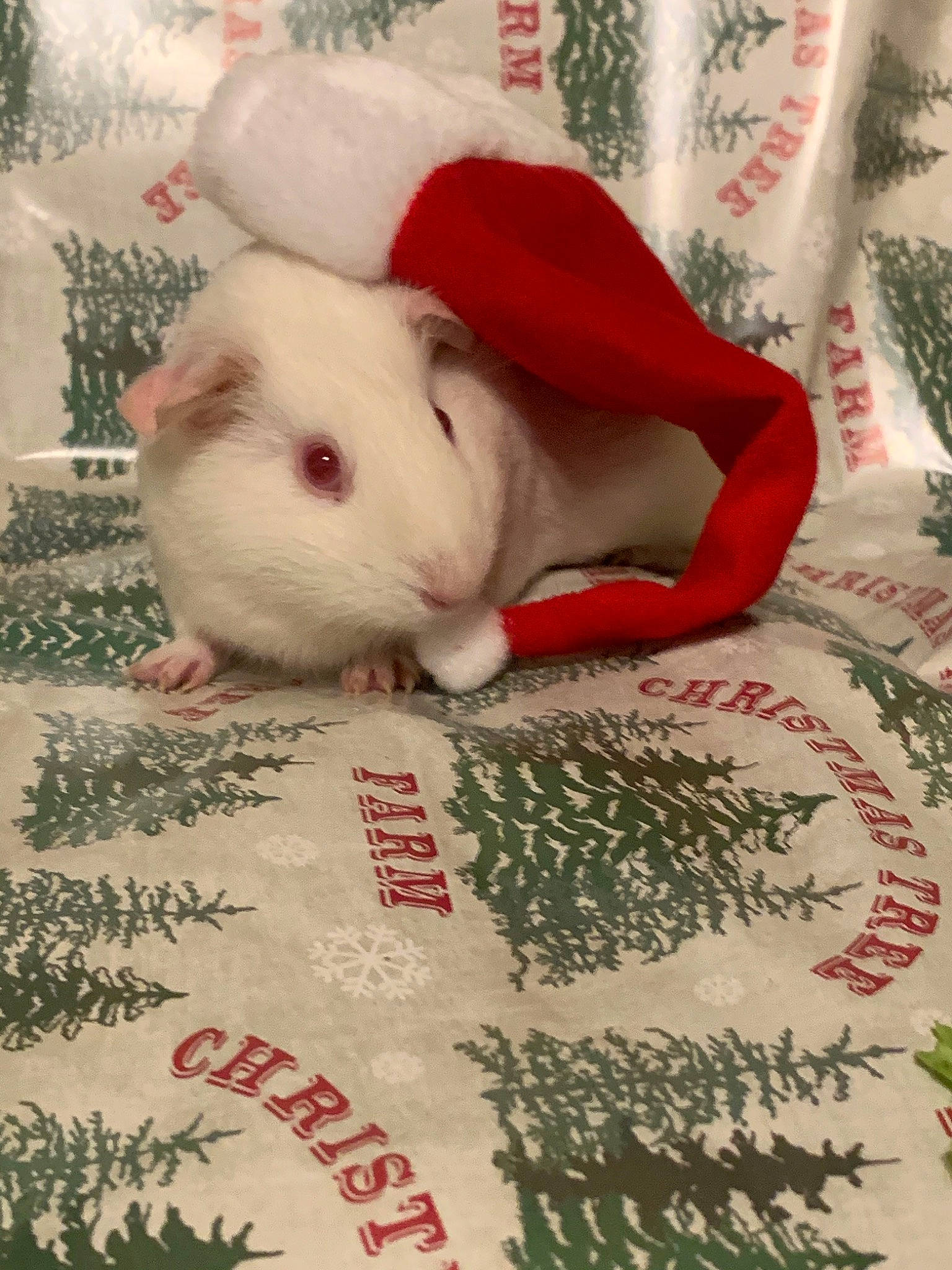 Dixon joined the competition — help win amazing prizes! fawn, fur, guinea_pig, hamster, rat, rodent, tail