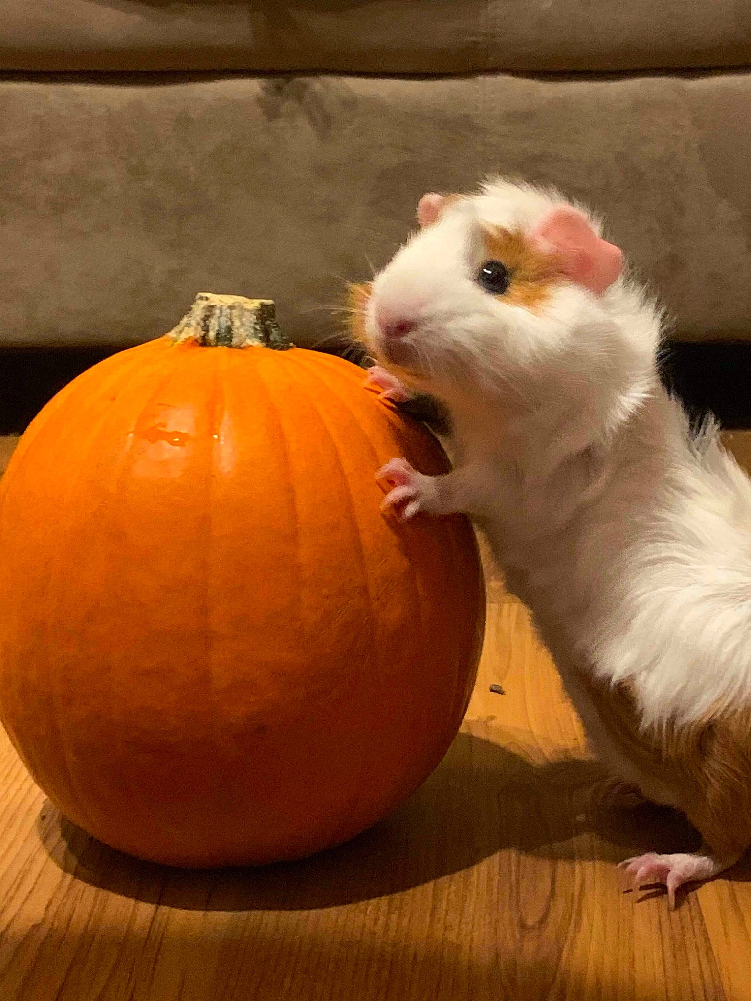 Patches joined the competition — help win amazing prizes! calabaza, cucurbita, fruit, guinea_pig, hamster, muridae, plant, pumpkin, rat, rodent, vegetable, vegetarian_food, winter_squash
