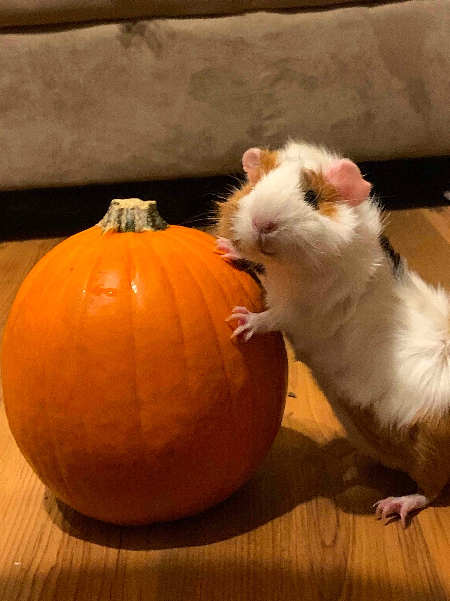 Patches joined the competition — help win amazing prizes! calabaza, cucurbita, guinea_pig, hamster, muridae, plant, pumpkin, rodent, vegetable, vegetarian_food, whiskers, winter_squash