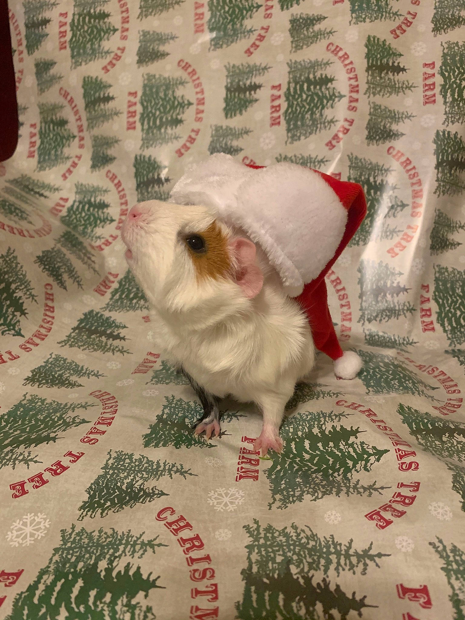 Patches joined the competition — help win amazing prizes! canidae, dog_breed, fawn, guinea_pig, mammal, puppy, rodent