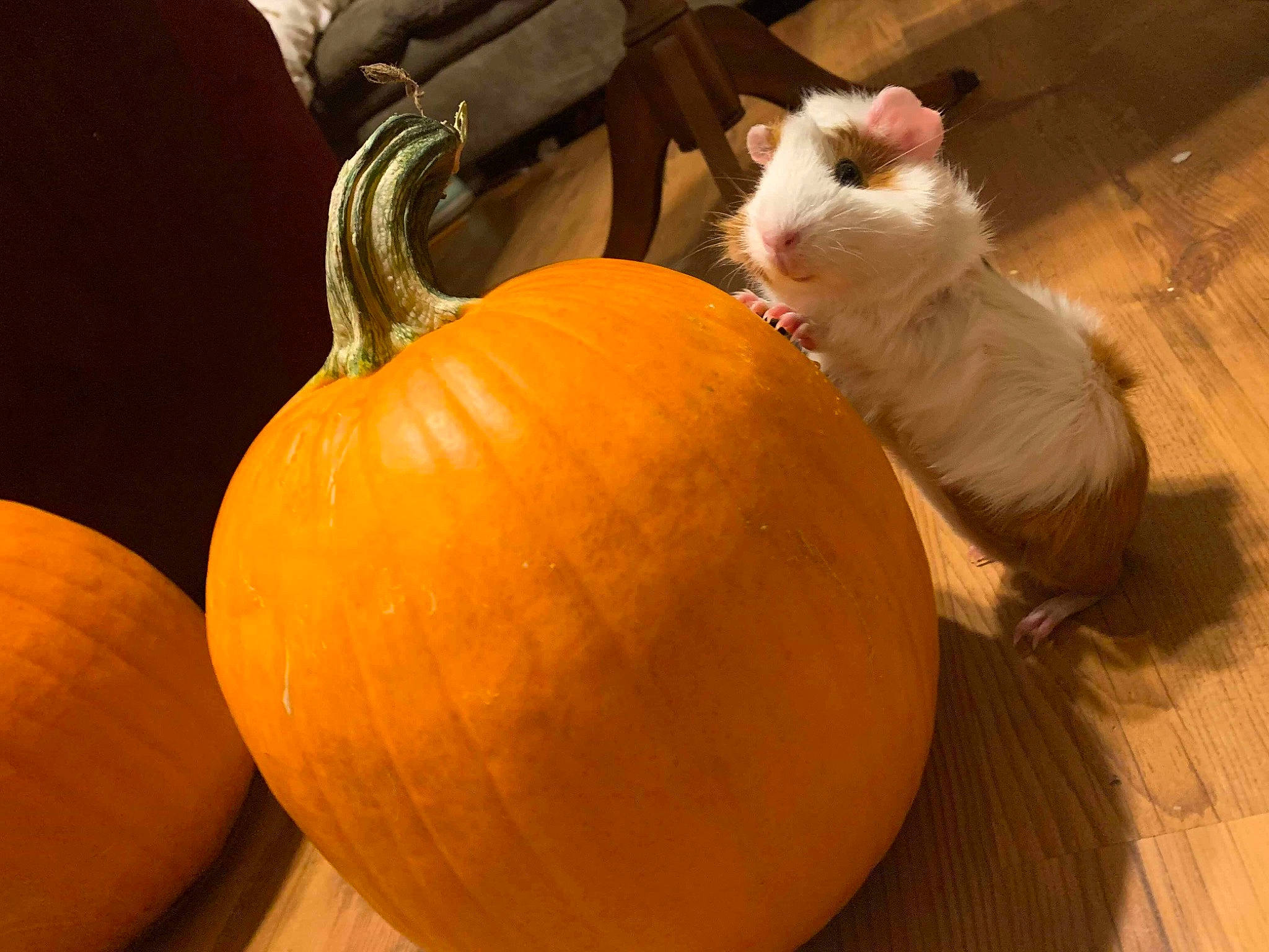 Patches joined the competition — help win amazing prizes! calabaza, cat, cucurbita, food, fruit, plant, produce, pumpkin, squash, vegetable, vegetarian_food, whiskers, winter_squash