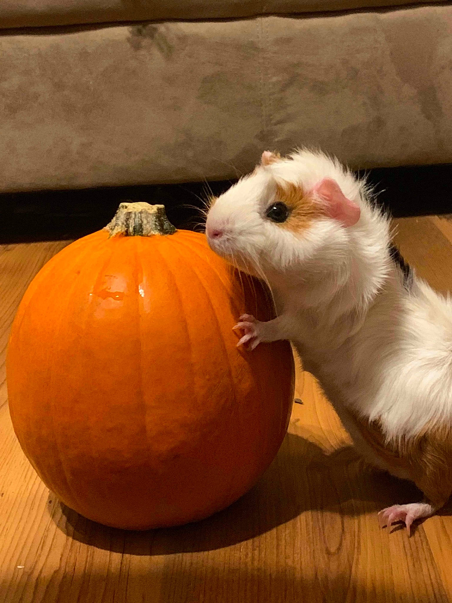 Patches joined the competition — help win amazing prizes! calabaza, cucurbita, guinea_pig, hamster, muridae, plant, pumpkin, rodent, vegetable, vegetarian_food, whiskers, winter_squash