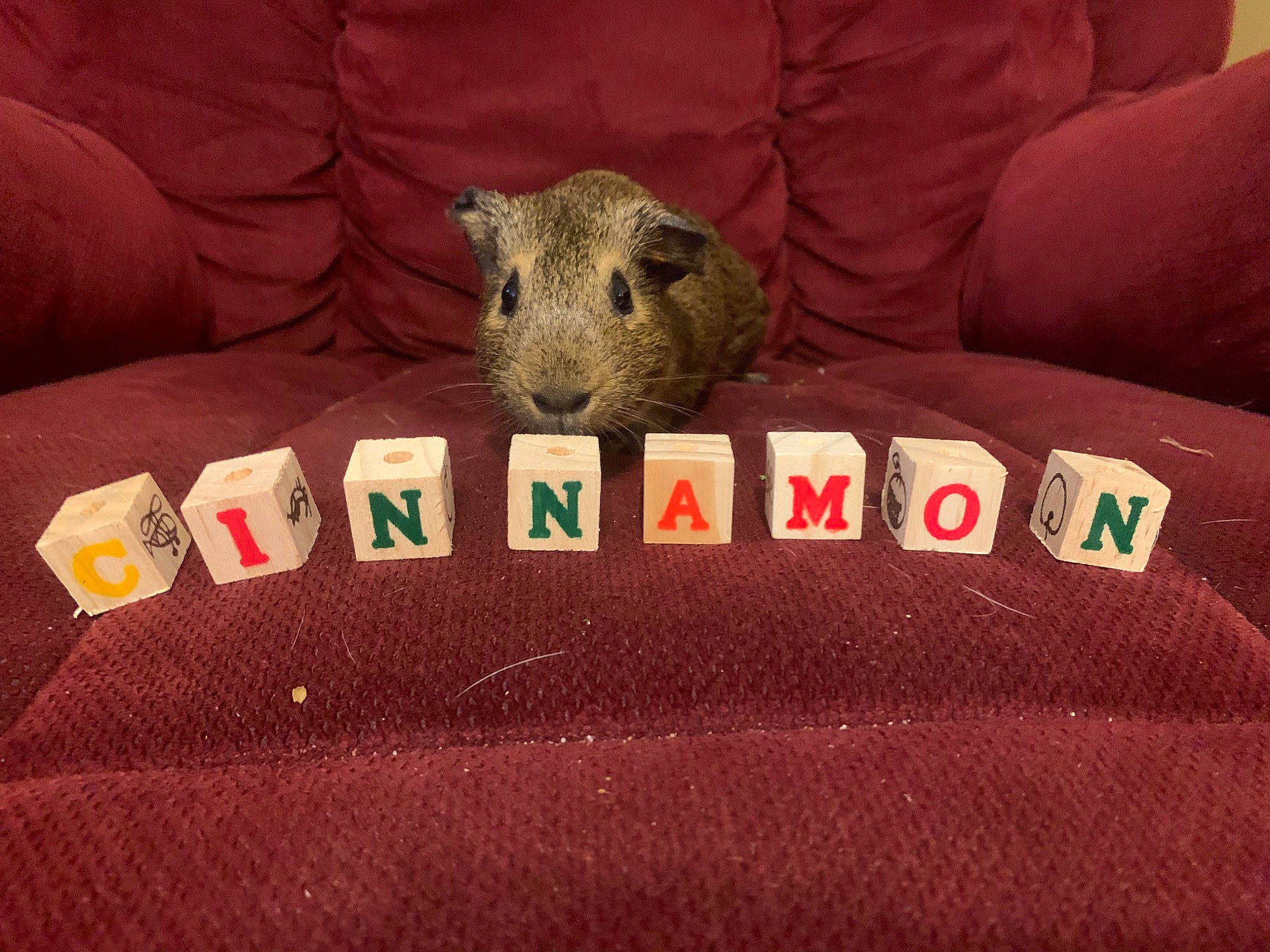 Cinnamon is registered to the contest to win money with this photo: furniture, games, gerbil, linens, muridae, muroidea, rat, rodent, snout, textile