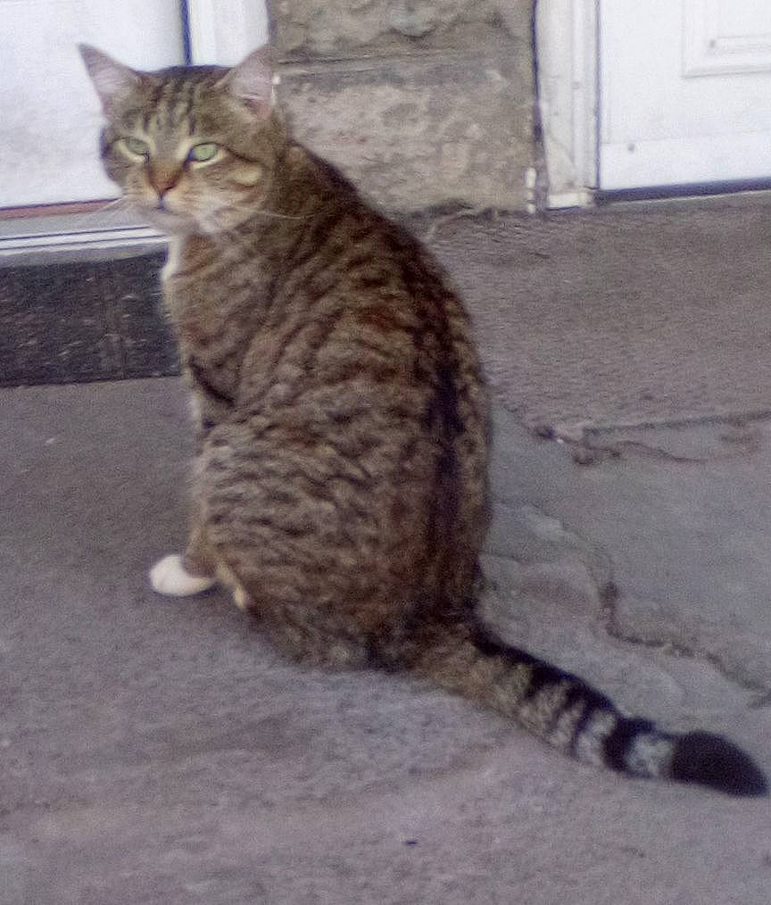 Phat Boy joined the competition — help win amazing prizes! carnivore, cat, claw, domestic_short_haired_cat, felidae, flooring, fur, paw, road_surface, small_to_medium_sized_cats, tail, terrestrial_animal, whiskers