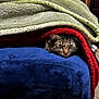 cat, tabby, blanket, cozy, indoor, pet, feline, fur, resting, hiding, soft_texture, red_blanket, green_blanket, blue_blanket, comfort, cute, animal, cute_pet, home, relaxation