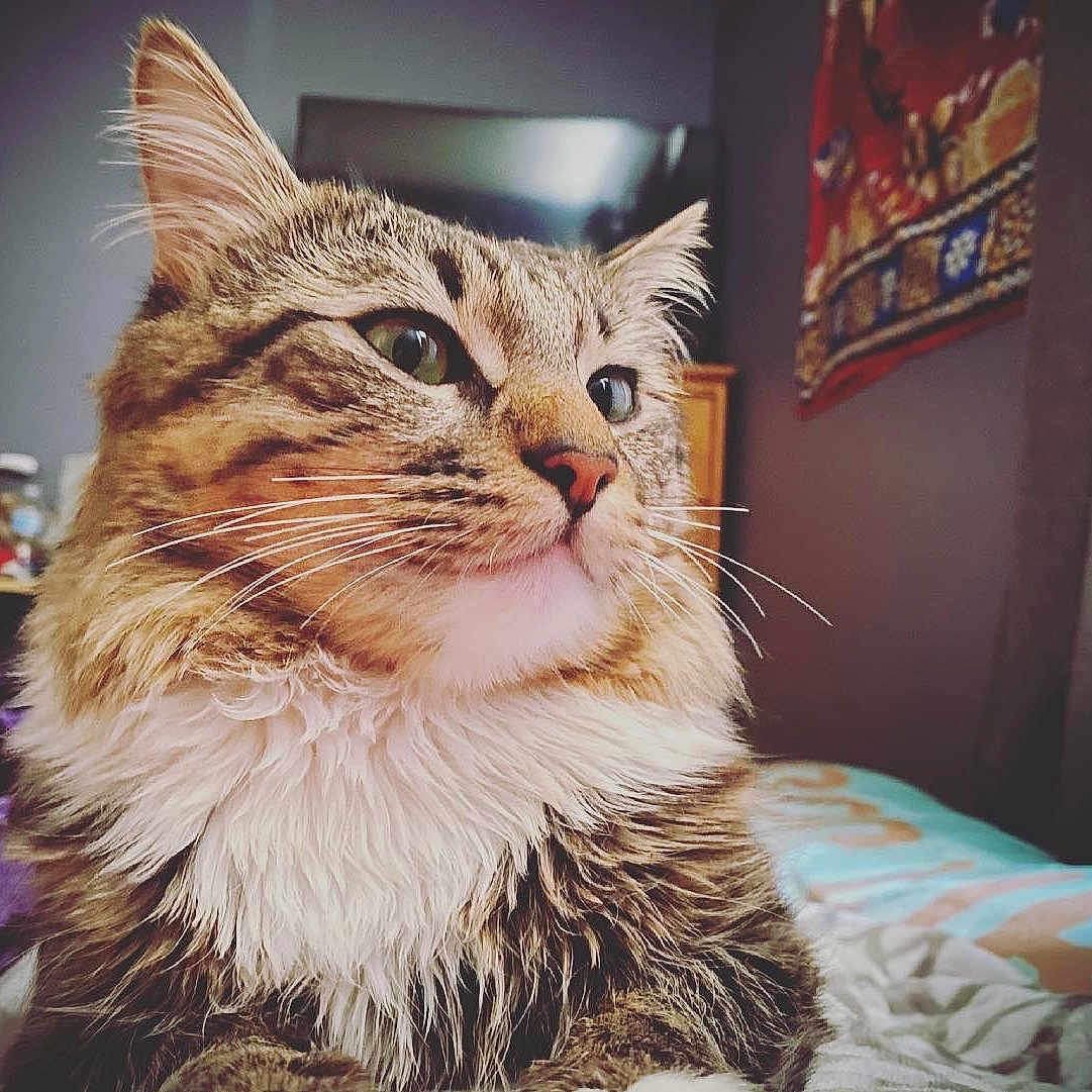 Milo joined the competition — help win amazing prizes! animal, bed, blanket, cat, close_up, cozy, cute, domestic, feline, fluffy_fur, furniture, household, indoor, pet, portrait, relaxed, soft_light, tabby, tapestry, whiskers