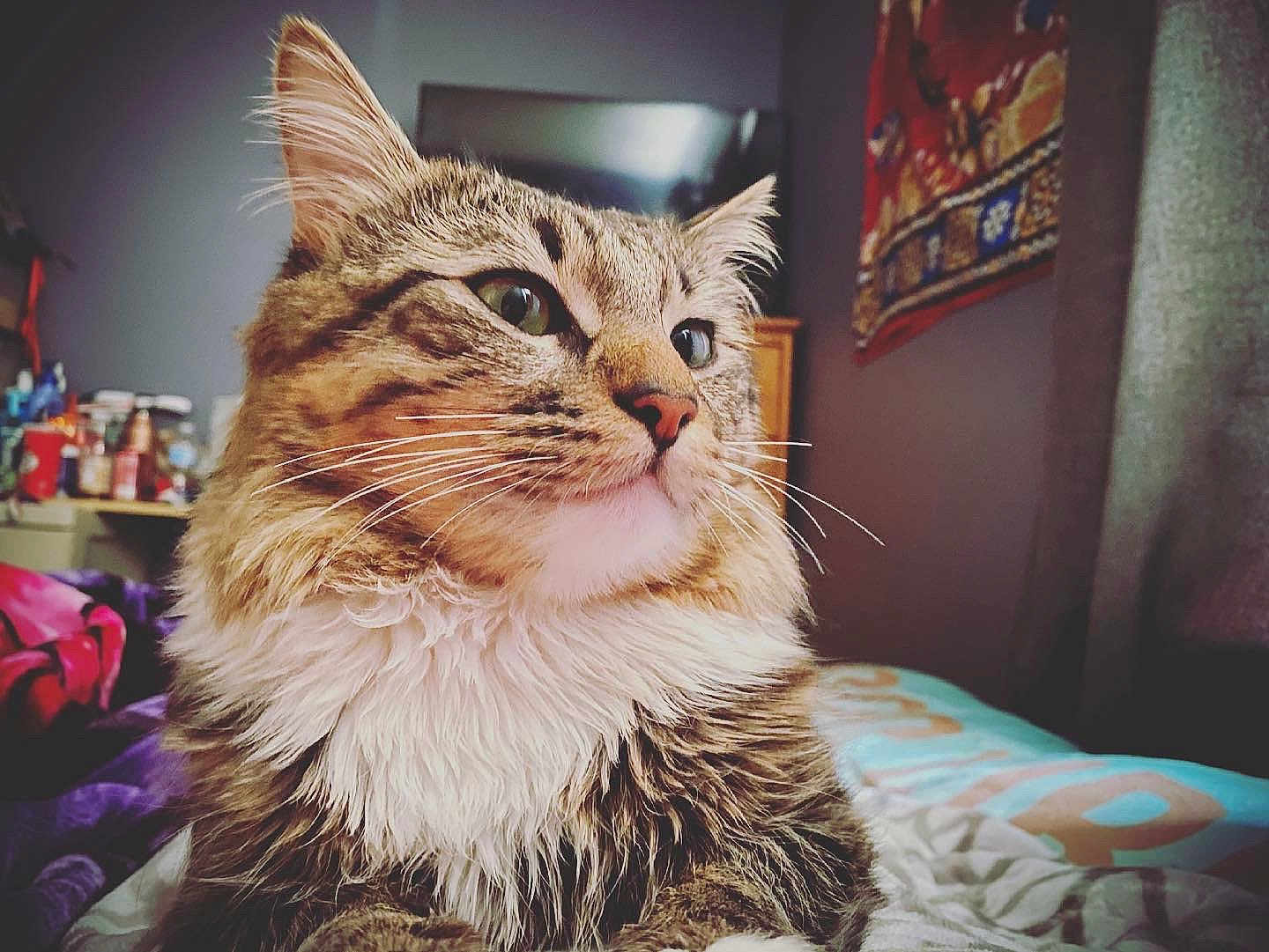 Milo joined the competition — help win amazing prizes! cat, tabby, fluffy_fur, indoor, pet, close_up, whiskers, animal, feline, bed, blanket, tapestry, furniture, domestic, cute, portrait, relaxed, soft_light, cozy, household