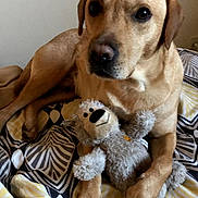 Rex a rejoint le concours — aidez-le/la à gagner de superbes lots ! dog, stuffed_toy, bedspread, indoor, pet, brown_dog, toy_bear, animal, relaxed, lying_down, canine, fur, comfort, cozy, bedroom, home, domestic_animal, cute, resting, companion