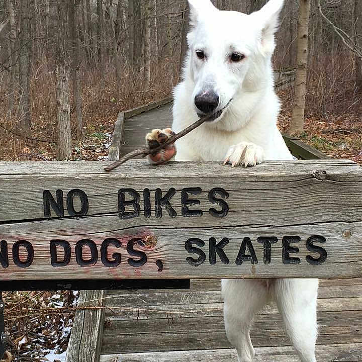 Tova joined the competition — help win amazing prizes! berger_blanc_suisse, dog, dog_breed, dog_breed_group, dog_like_mammal, pungsan_dog, snout, white_shepherd, wolfdog