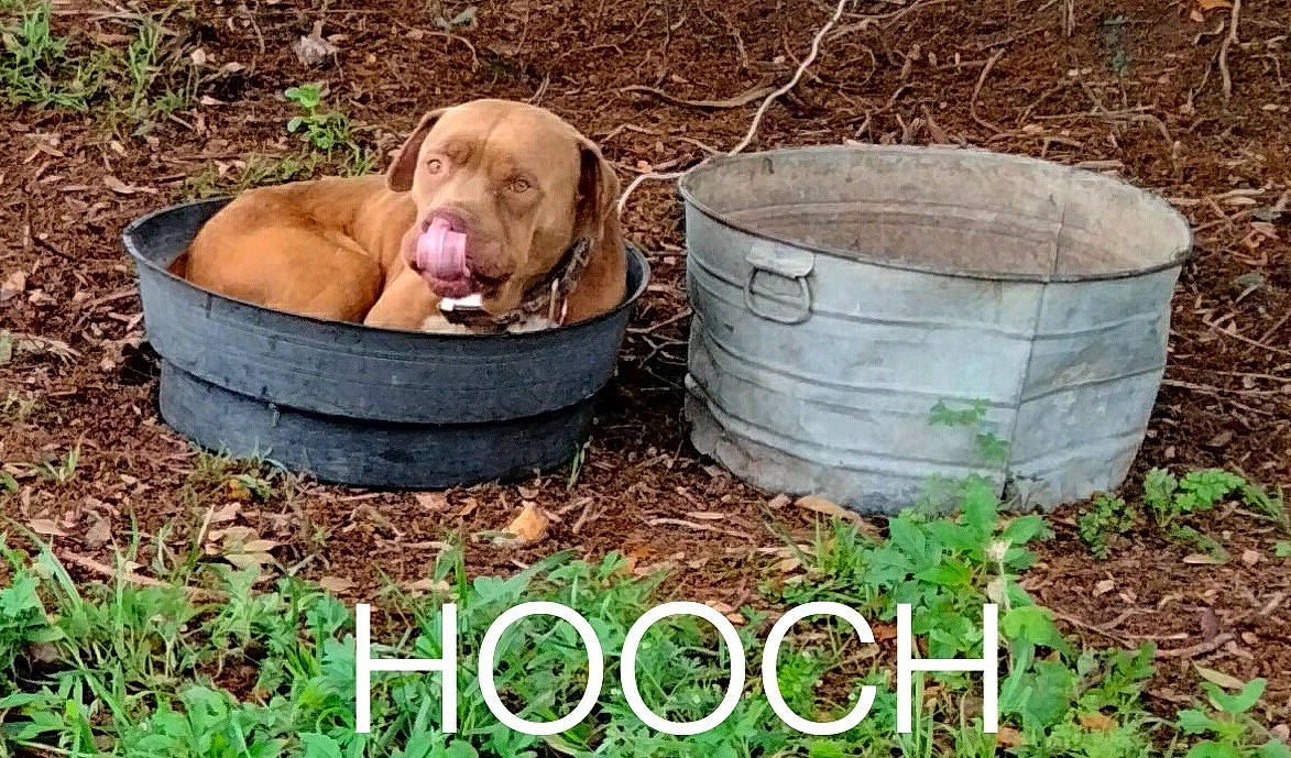 Hooch is registered to the contest to win money with this photo: basket, bowl, canidae, carnivore, companion_dog, dog, dog_breed, fawn, grass, gun_dog, lawn, liver, pet_supply, soil, sporting_group, terrestrial_animal, vegetable, wildlife, wood, working_animal