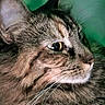 Diesel is registered to the contest to win money with this photo: animal, cat, close_up, domestic, ears, eye, face, feline, fluffy, fur, green_background, looking, mammal, nose, pet, portrait, profile, soft_light, tabby, whiskers