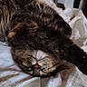 Diesel joined the competition — help win amazing prizes! animal, bed, blanket, cat, cozy, cute, domestic, fur, furniture, indoor, nap, paws, pet, relaxed, resting, sleeping, stretching, striped, tabby, whiskers