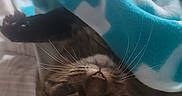 Diesel joined the competition — help win amazing prizes! animal, bed, blanket, cat, comfort, cozy, cute, feline, fur, indoor, paw, pet, relaxed, resting, sleepy, soft, striped, tabby, upside_down, whiskers