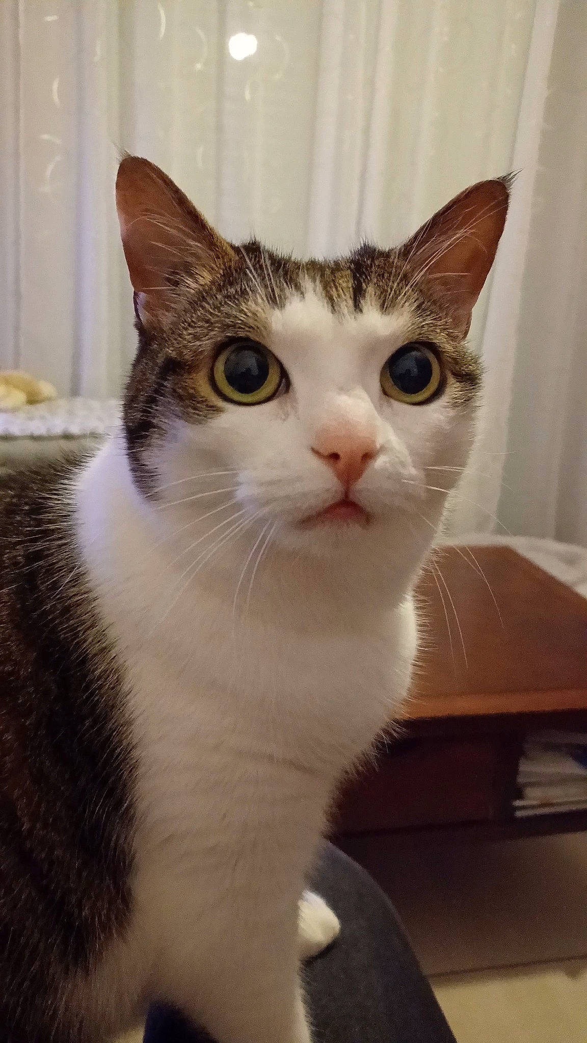 Mutine participe au concours pour gagner de l'argent avec cette photo : carnivore, cat, curtain, domestic_short_haired_cat, felidae, fur, small_to_medium_sized_cats, snout, table, whiskers