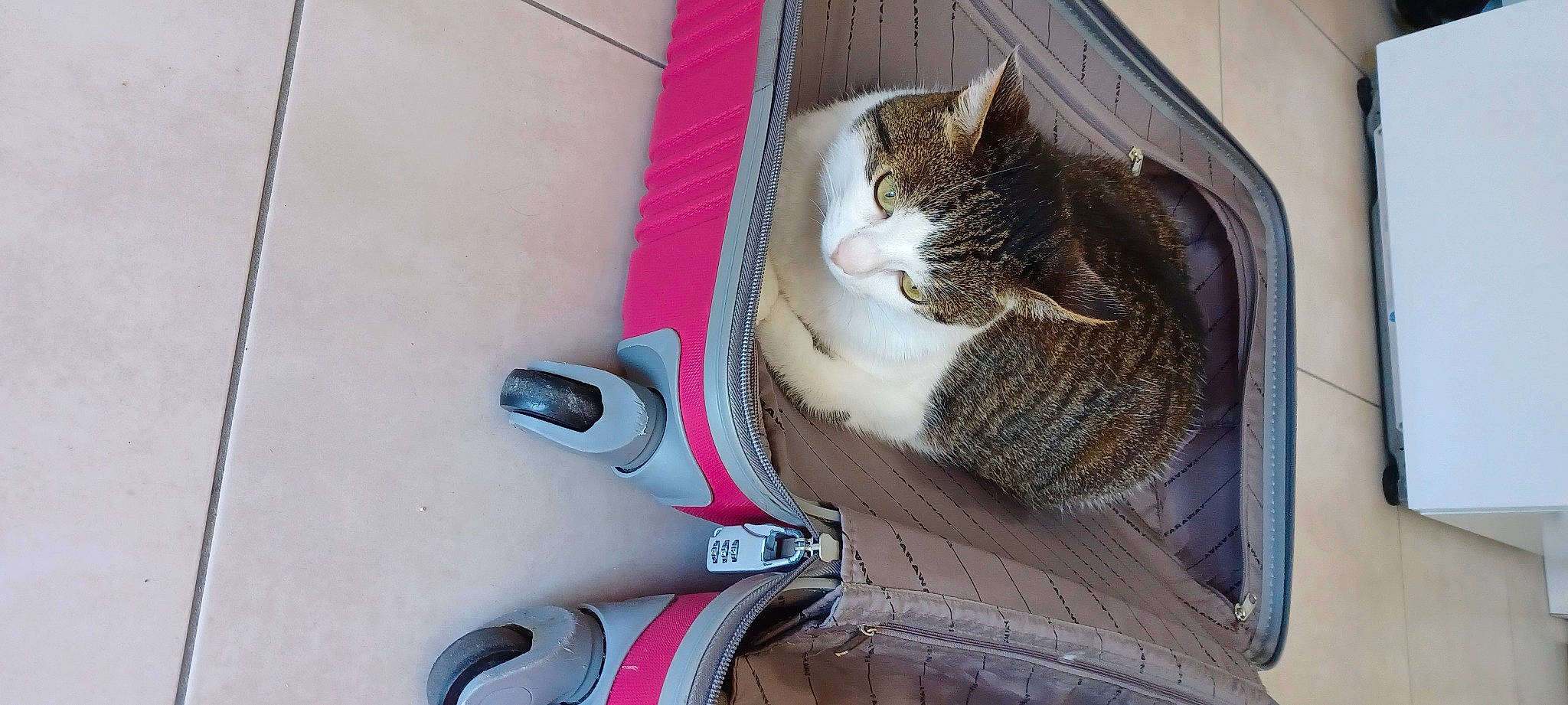 Mutine a rejoint le concours — aidez-le/la à gagner de superbes lots ! automotive_tire, bicycle_fork, bicycle_handlebar, bicycle_tire, bicycle_wheel, bicycles_equipment_and_supplies, carnivore, cat, felidae, fender, groupset, pet_supply, rim, small_to_medium_sized_cats, snout, tail, tire, wheel, whiskers, wood