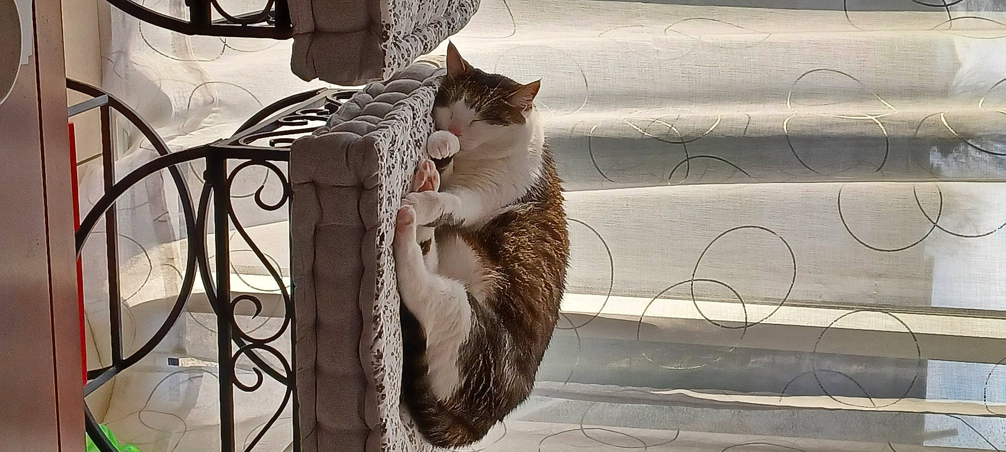 Mutine participe au concours pour gagner de l'argent avec cette photo : carnivore, cat, comfort, domestic_short_haired_cat, fawn, felidae, fur, grey, line, small_to_medium_sized_cats, snapshot, snout, tail, tree, twig, vertebrate, whiskers, white, window, wood