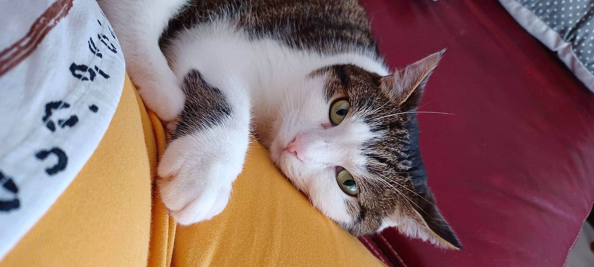 Mutine participe au concours pour gagner de l'argent avec cette photo : carnivore, cat, claw, domestic_short_haired_cat, ear, eye, felidae, fur, paw, small_to_medium_sized_cats, snout, tail, whiskers