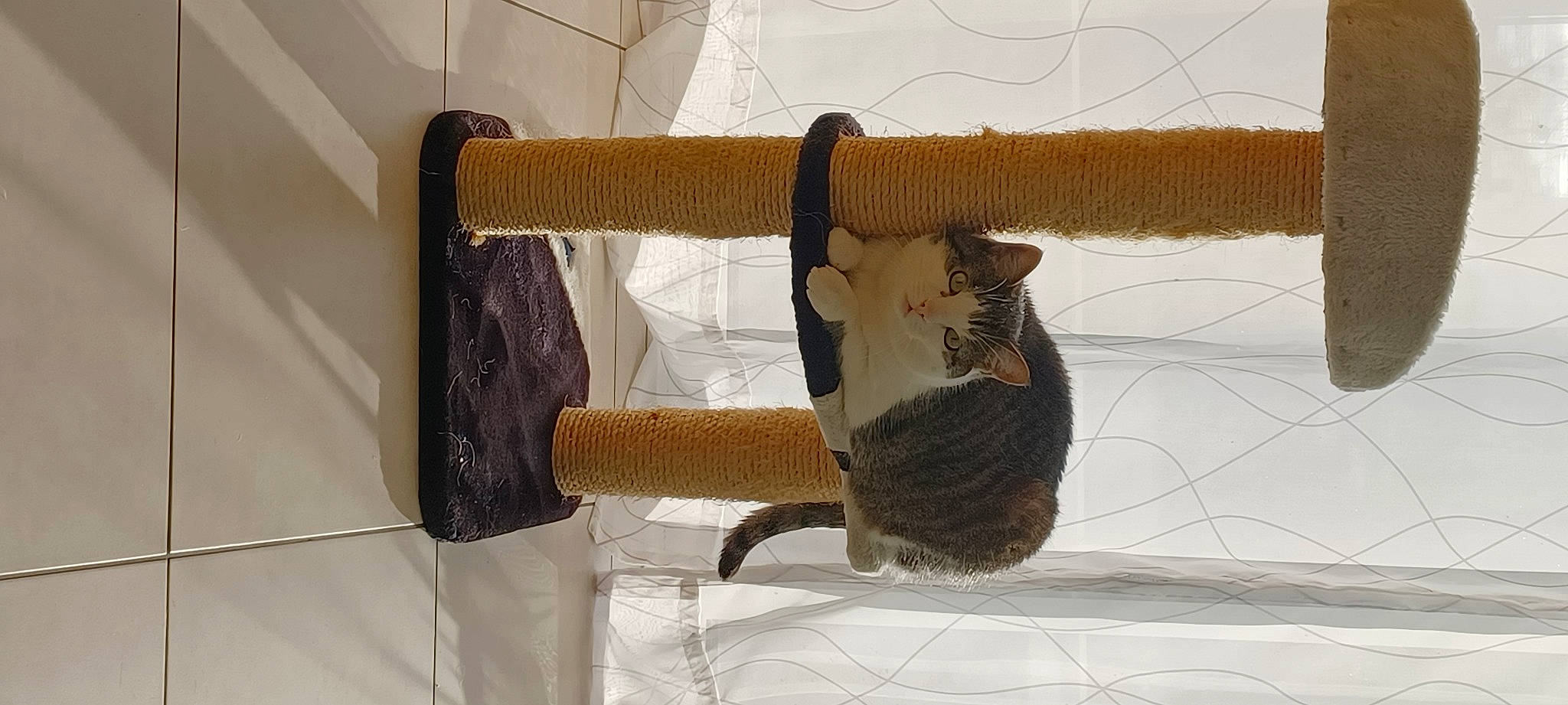 Mutine a rejoint le concours — aidez-le/la à gagner de superbes lots ! art, cat, cat_supply, comfort, fawn, felidae, fiber, fur, hardwood, linens, natural_material, pet_supply, small_to_medium_sized_cats, tail, terrestrial_animal, thread, twig, whiskers, wood, wool