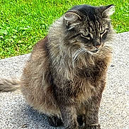 Dolly joined the competition — help win amazing prizes! cat, fluffy, long_hair, sitting, outdoor, grass, concrete, pet, animal, feline, whiskers, ears, tail, nature, daylight, close_up, portrait, fur, domestic_cat, alert