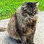 cat, fluffy, long_hair, sitting, outdoor, grass, concrete, pet, animal, feline, whiskers, ears, tail, nature, daylight, close_up, portrait, fur, domestic_cat, alert