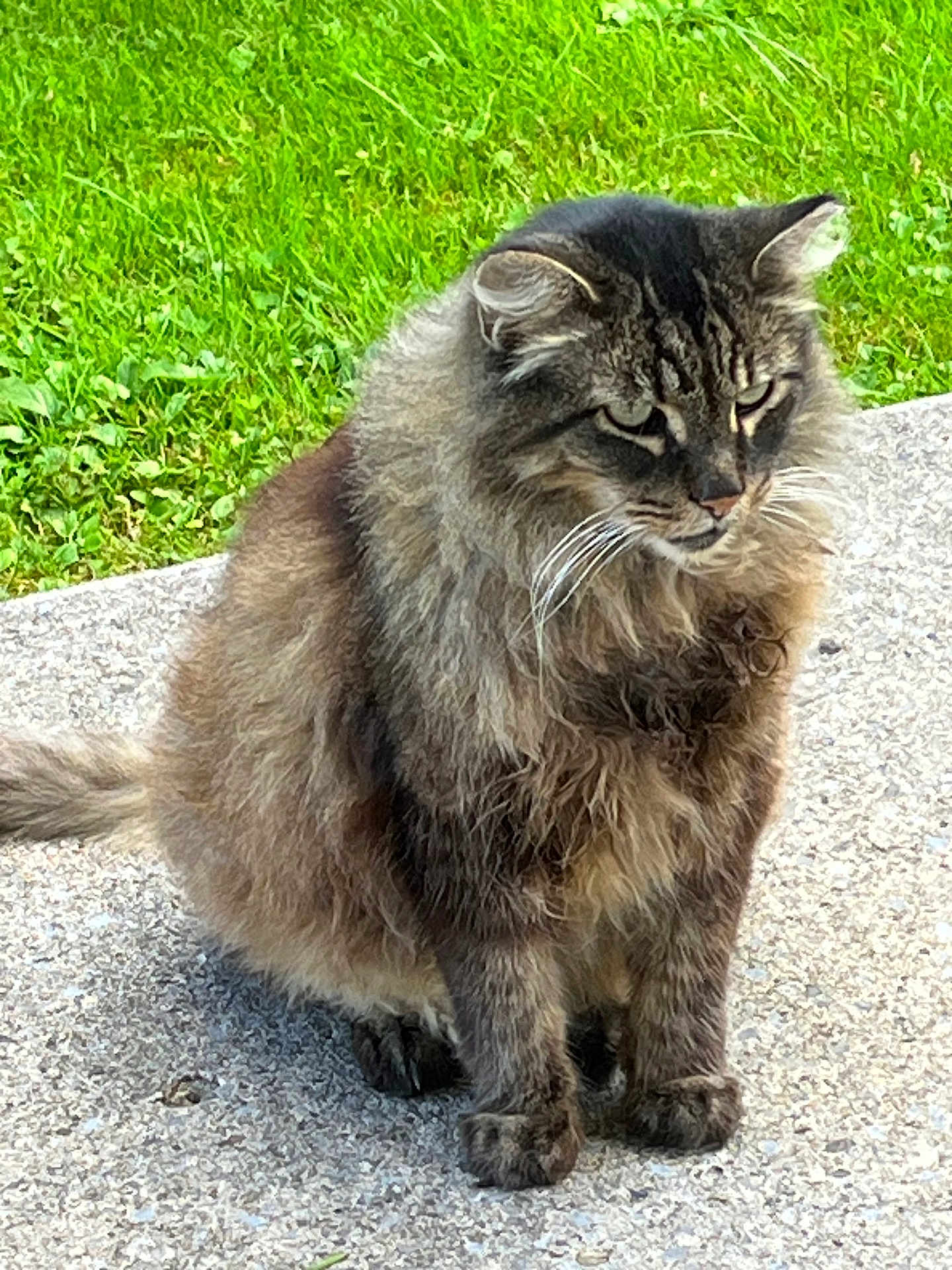 Dolly joined the competition — help win amazing prizes! cat, fluffy, long_hair, sitting, outdoor, grass, concrete, pet, animal, feline, whiskers, ears, tail, nature, daylight, close_up, portrait, fur, domestic_cat, alert