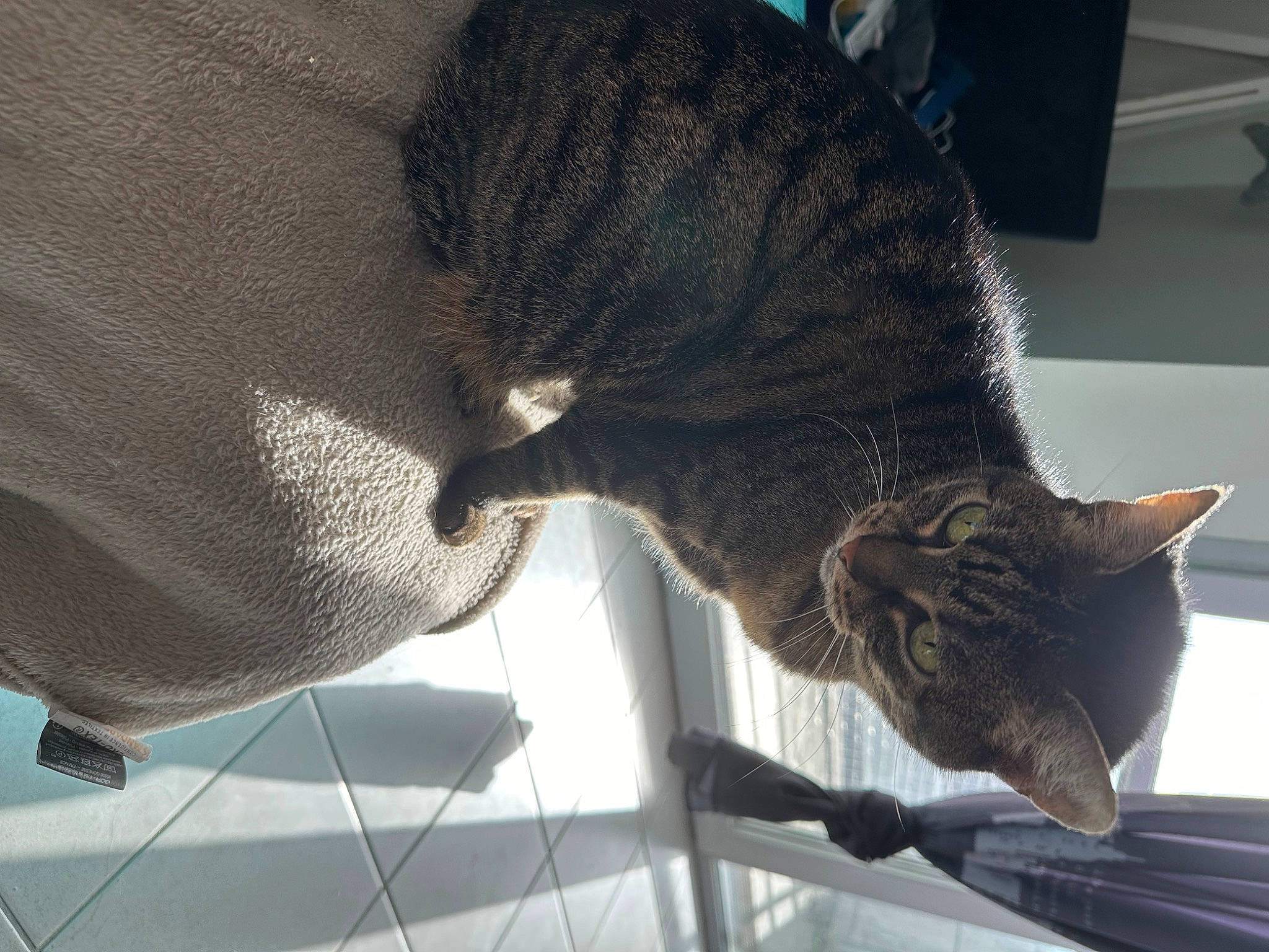 Plume a rejoint le concours — aidez-le/la à gagner de superbes lots ! carnivore, cat, comfort, domestic_short_haired_cat, felidae, fur, grey, small_to_medium_sized_cats, snout, tail, terrestrial_animal, whiskers, window