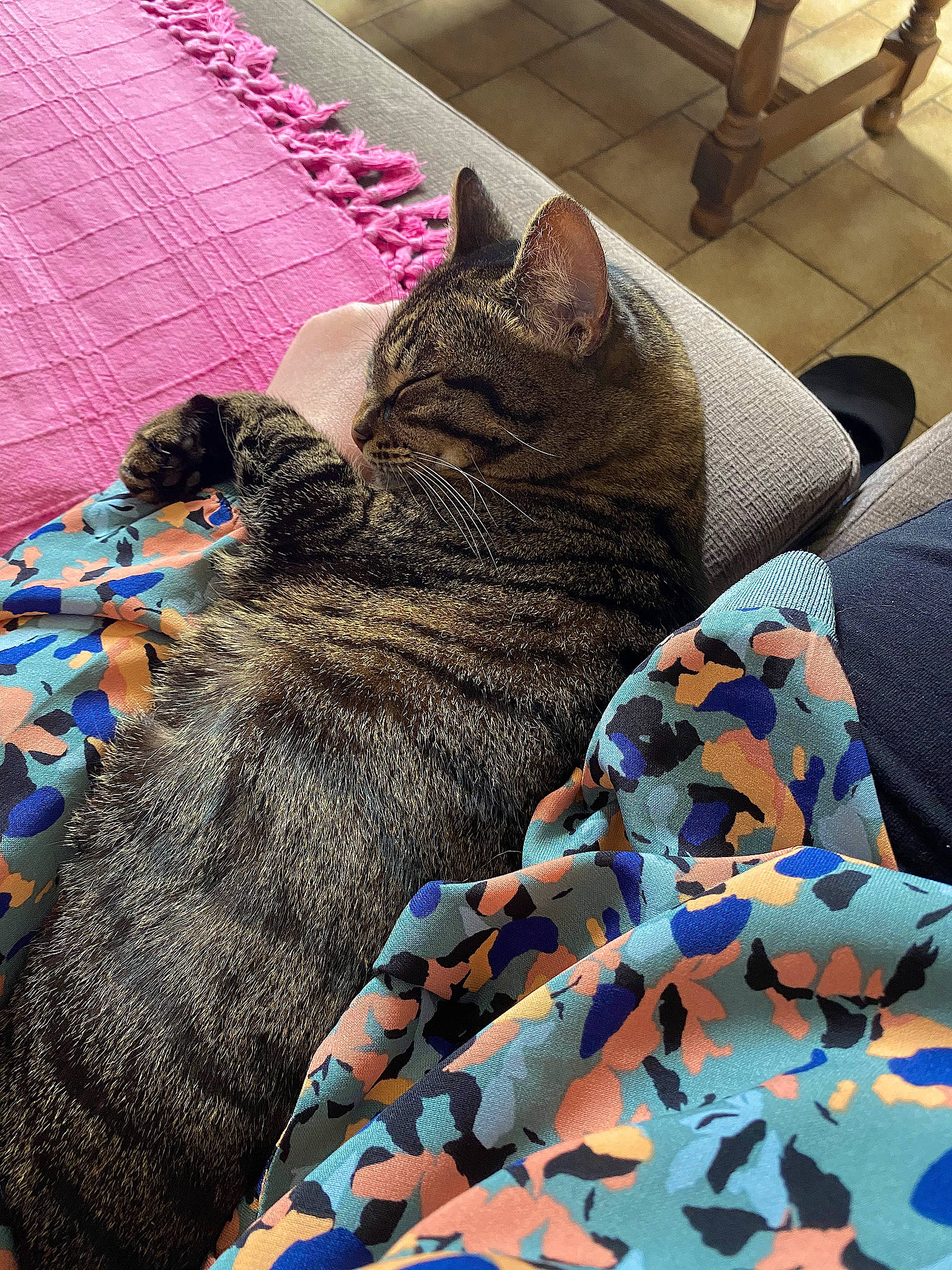 Plume a rejoint le concours — aidez-le/la à gagner de superbes lots ! bag, bed_sheet, bedding, blue, carnivore, cat, comfort, domestic_short_haired_cat, electric_blue, felidae, fur, human_leg, linens, magenta, nap, pattern, room, small_to_medium_sized_cats, textile, whiskers