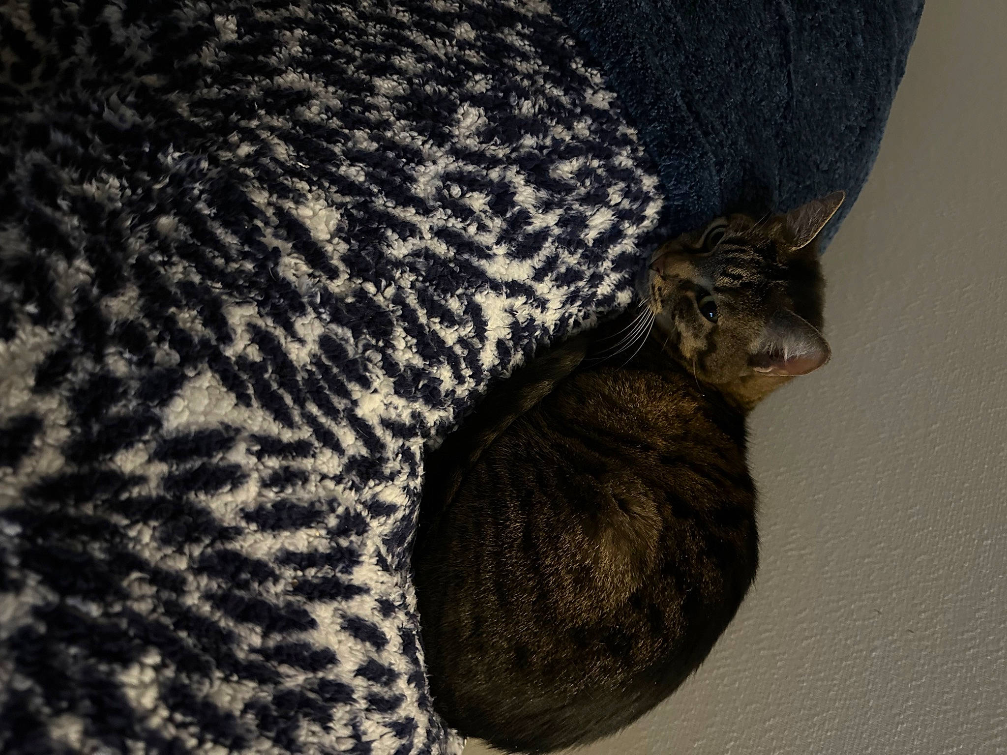 Plume a rejoint le concours — aidez-le/la à gagner de superbes lots ! carnivore, cat, comfort, domestic_short_haired_cat, felidae, fruit, fur, grey, hare, mammal, paw, rabbit, small_to_medium_sized_cats, snout, tail, terrestrial_animal, tree, vertebrate, whiskers, wildlife