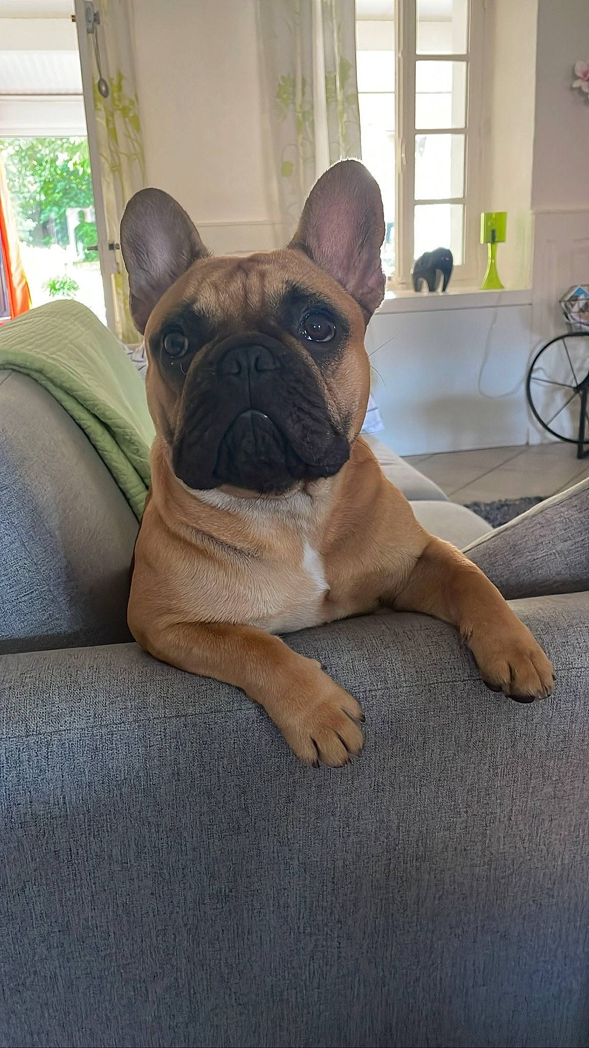 Pako participe au concours pour gagner de l'argent avec cette photo : bicycle_wheel, bulldog, canidae, carnivore, comfort, companion_dog, dog, dog_breed, fawn, flooring, houseplant, snout, sporting_group, terrestrial_animal, toy_dog, whiskers, window, wood, working_animal, wrinkle