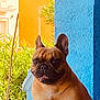 animal, blue_wall, canine, companion, cute, dog, domestic_animal, ears, expression, face, french_bulldog, fur, greenery, orange_building, outdoor, pet, portrait, sitting, smiling, sunlight