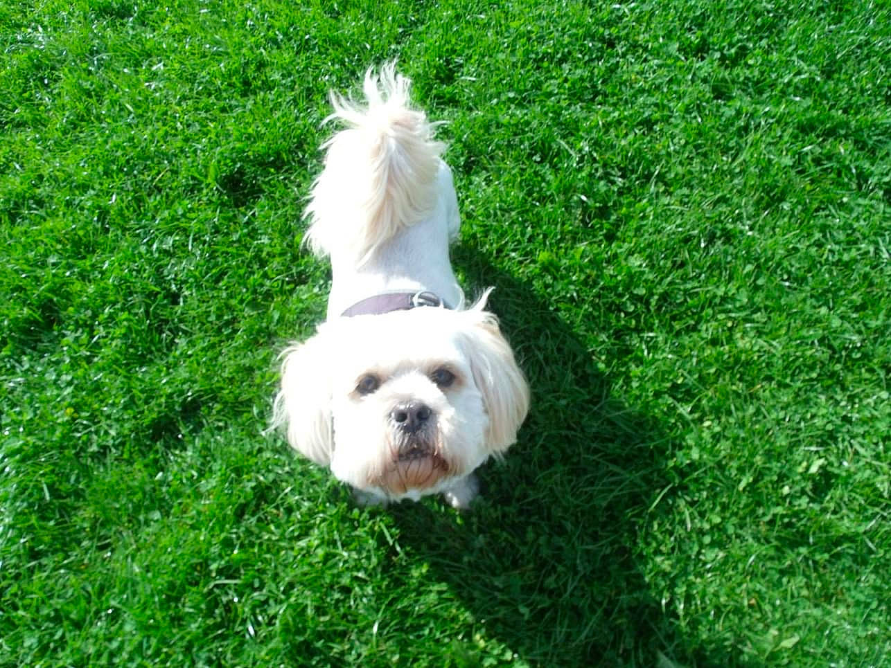 George is registered to the contest to win money with this photo: canidae, carnivore, cockapoo, companion_dog, dog, dog_breed, grass, groundcover, maltepoo, plant, poodle_crossbreed, puppy, shrub, small_terrier, snout, sporting_group, tail, terrier, toy_dog, working_animal