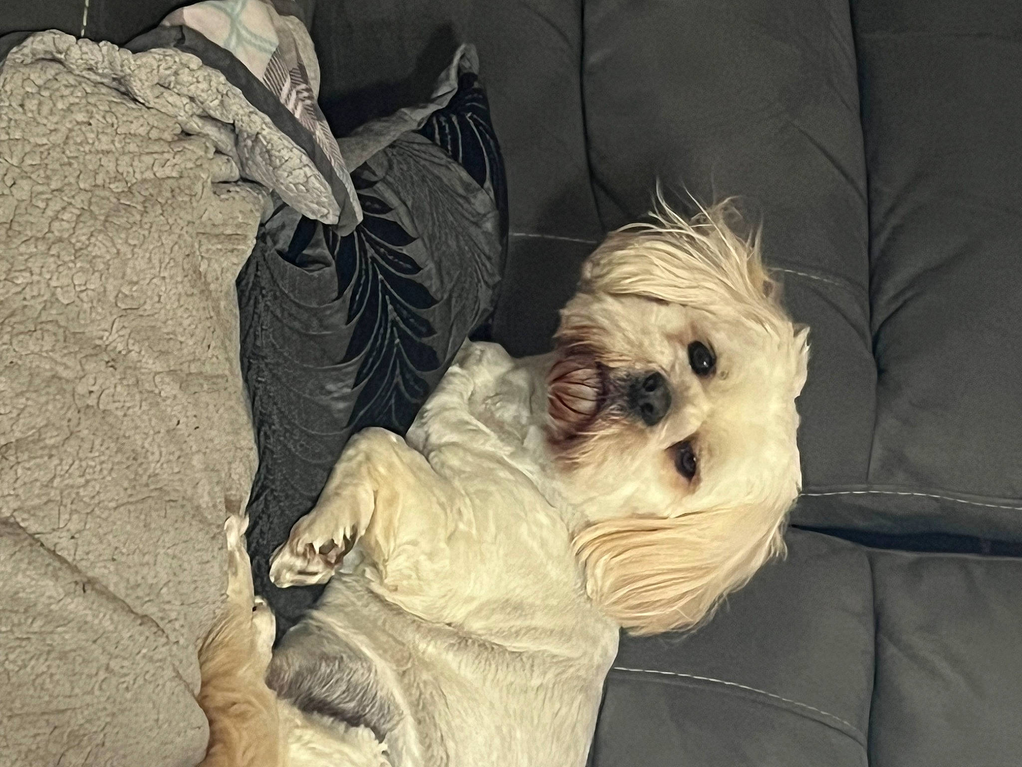 George is registered to the contest to win money with this photo: canidae, carnivore, comfort, companion_dog, dog, dog_breed, dog_clothes, dog_supply, fawn, fur, linens, poodle_crossbreed, puppy_love, schnauzer, small_terrier, sporting_group, terrier, toy_dog, working_animal, wrinkle