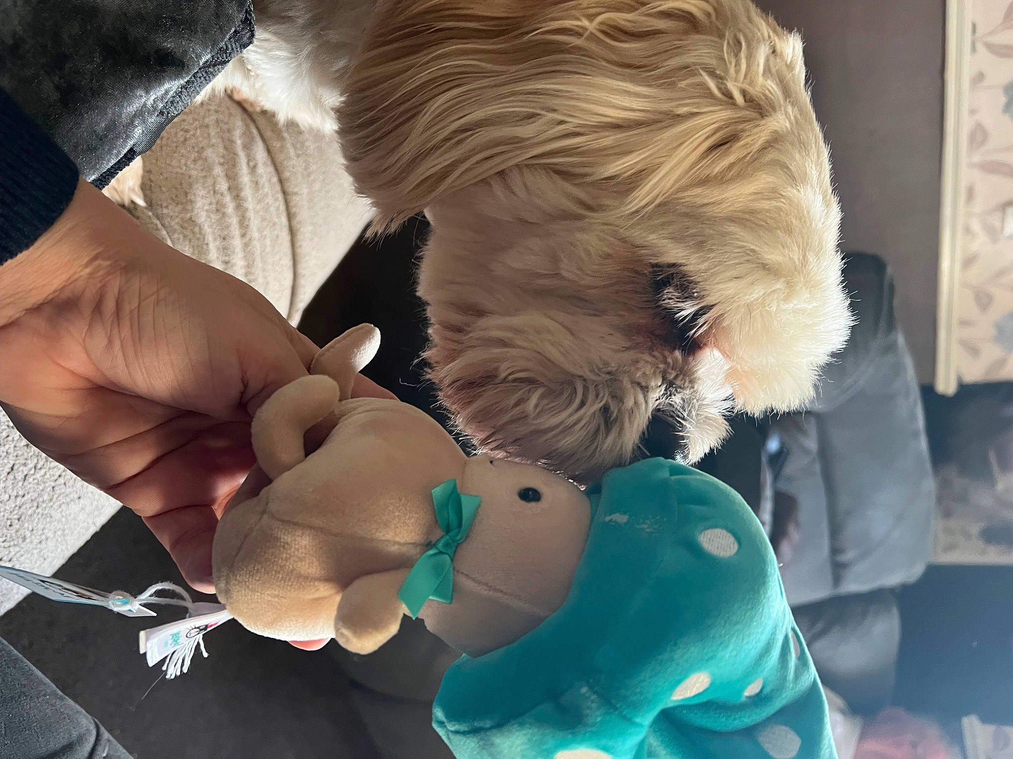George joined the competition — help win amazing prizes! art, carnivore, child, companion_dog, dog, dog_breed, eyewear, fashion_accessory, fur, gesture, nail, plastic, plastic_bottle, plush, small_terrier, stuffed_toy, sunglasses, toy, toy_dog, wrist