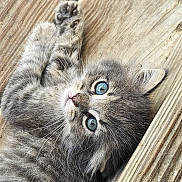 Kitty is registered to the contest to win money with this photo: animal, blue_eyes, cat, close_up, curious, cute, domestic_cat, feline, fur, gray_fur, indoor, kitten, laying_down, paws, pet, portrait, small, whiskers, wooden_floor, young