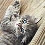 animal, blue_eyes, cat, close_up, curious, cute, domestic_cat, feline, fur, gray_fur, indoor, kitten, laying_down, paws, pet, portrait, small, whiskers, wooden_floor, young
