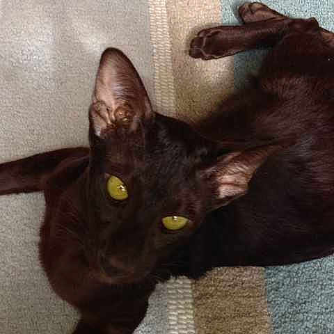 Koko joined the competition — help win amazing prizes!