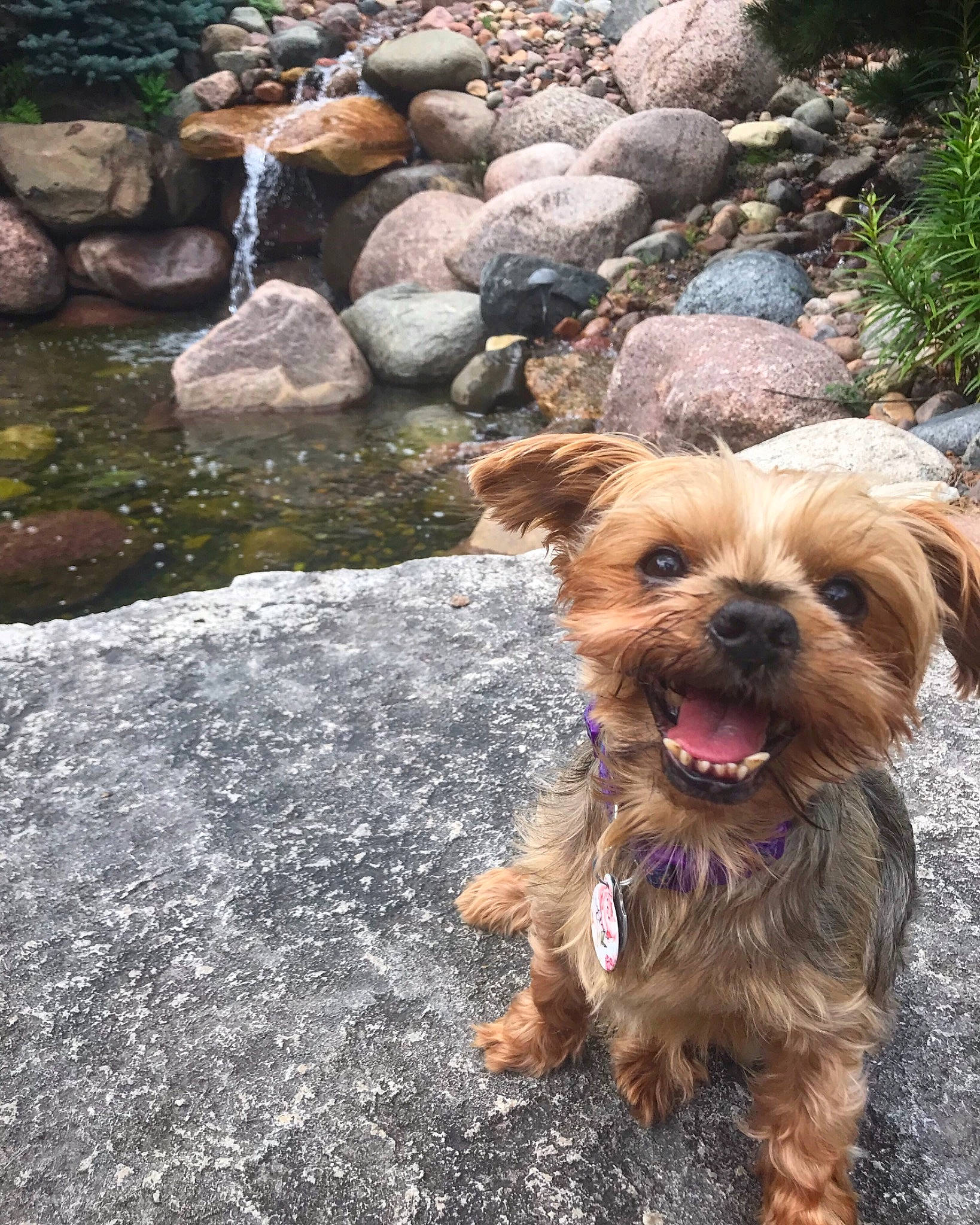 Eloise joined the competition — help win amazing prizes! australian_silky_terrier, border_terrier, canidae, carnivore, companion_dog, dog, dog_breed, griffon_bruxellois, mammal, morkie, norfolk_terrier, poodle_crossbreed, rare_breed_dog, small_terrier, sporting_group, sporting_lucas_terrier, terrier, toy_dog, yorkipoo, yorkshire_terrier